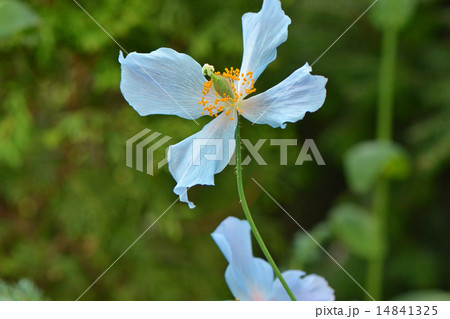 ヒマラヤの青いケシの花 14841325
