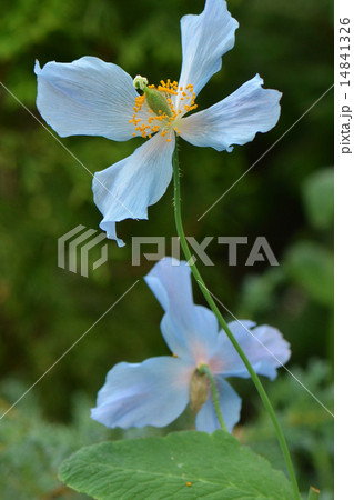 ヒマラヤの青いケシの花 14841326