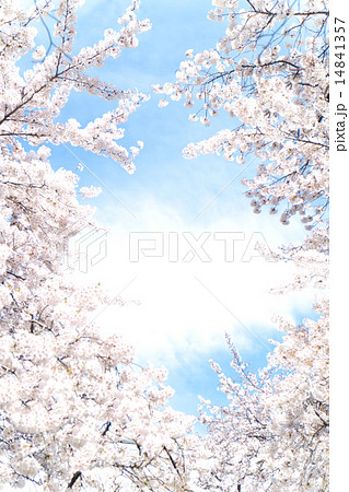 満開の桜 14841357