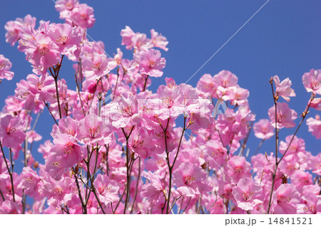 アカヤシオ アカヤシオ 14841521