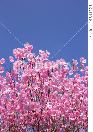 アカヤシオ アカヤシオ 14841525