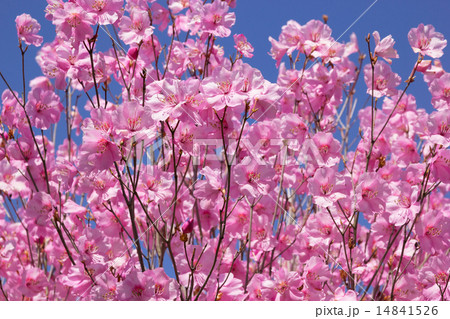 アカヤシオ アカヤシオ 14841526