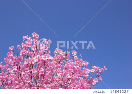 アカヤシオ アカヤシオ 14841527