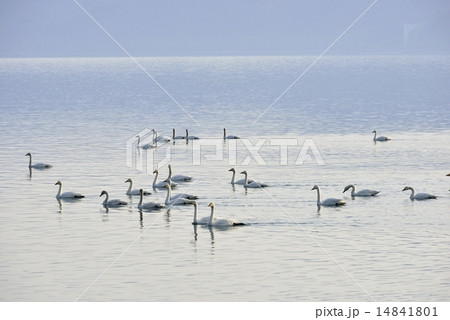 猪苗代湖の白鳥20 猪苗代湖の白鳥20 14841801