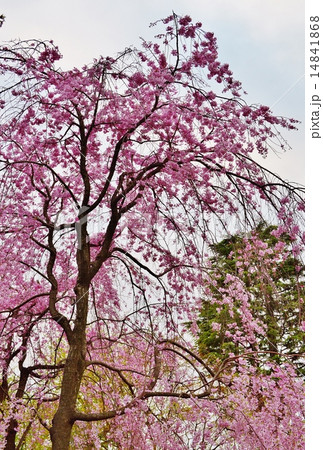 春爛漫の洗足池公園 14841868