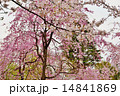 競い咲きの桜の饗宴 14841869