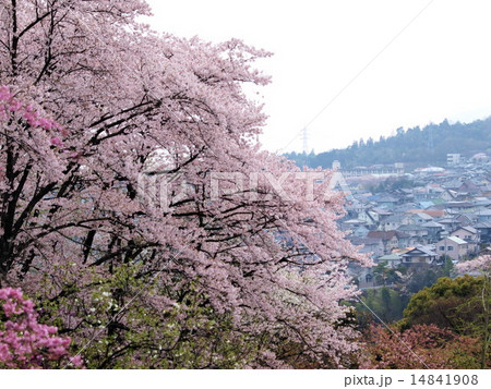 桜 14841908