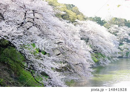 桜＆千鳥ヶ淵 14841928