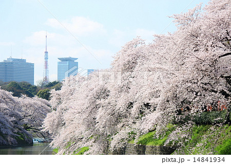 桜＆千鳥ヶ淵 14841934