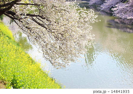 桜＆菜の花 14841935