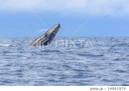 ザトウクジラのブリーチ ザトウクジラのブリーチ 14841974