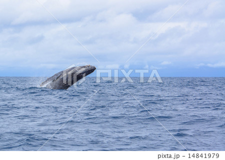 ザトウクジラのブリーチ 14841979