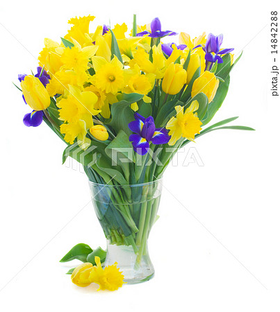 spring narcissus, tulips and irises 14842288