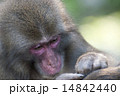 ニホンザル 14842440