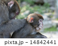 ニホンザル 14842441
