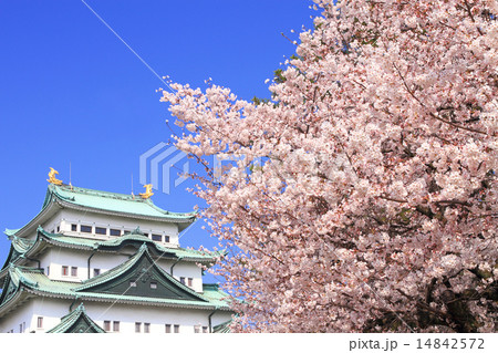 3月愛知 名古屋城・大天守閣と桜 14842572