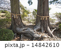 武雄神社の夫婦檜 14842610