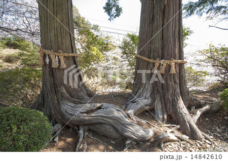 武雄神社の夫婦檜 武雄神社の夫婦檜 14842610