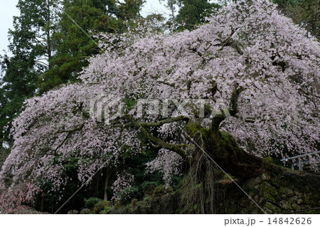 瀧蔵神社の権現桜(桜井) 瀧蔵神社の権現桜(桜井) 14842626