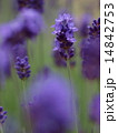 イングリッシュラベンダー 14842753