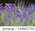 イングリッシュラベンダー 14842754