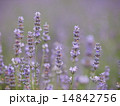 ラベンディンラベンダー 14842756