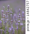ラベンディンラベンダー 14842757