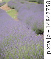 ラベンディンラベンダー 14842758