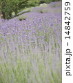 ラベンディンラベンダー 14842759