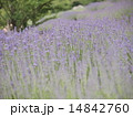 ラベンディンラベンダー 14842760