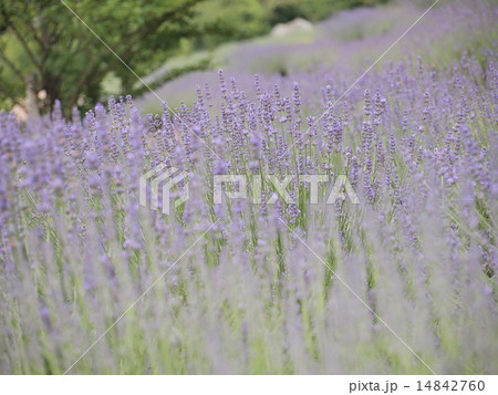 ラベンディンラベンダー ラベンディンラベンダー 14842760