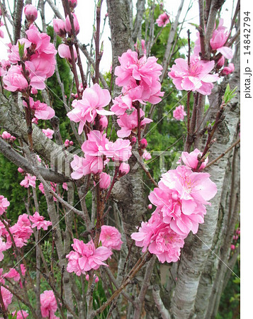 テルテモモの花 14842794