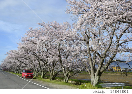 桜並木と赤い車 14842801