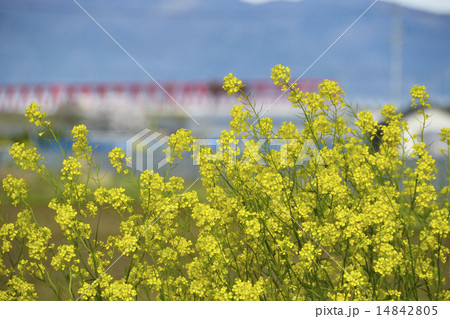 菜の花と東海大橋 菜の花と東海大橋 14842805