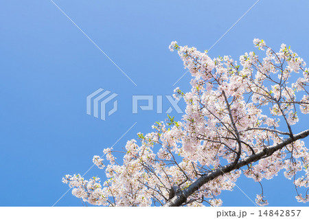 満開の江戸彼岸桜と青空 満開の江戸彼岸桜と青空 14842857