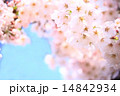 桜 14842934