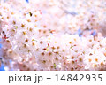 桜 14842935