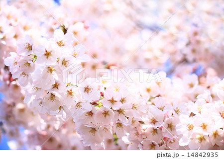 桜 桜 14842935