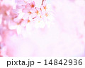 桜 14842936
