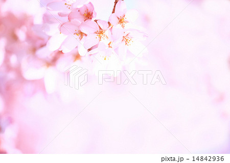 桜 14842936