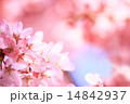 桜 14842937