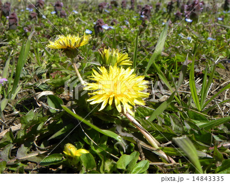 昭和の森のタンポポはほとんどがカントウタンポポです 昭和の森のタンポポはほとんどがカントウタンポポです 14843335