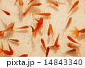 金魚 14843340