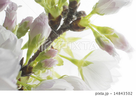 旭山桜 14843502