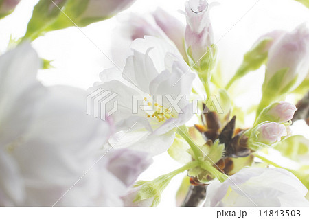旭山桜 14843503
