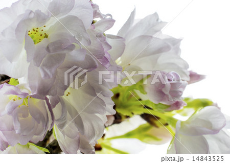 旭山桜 旭山桜 14843525