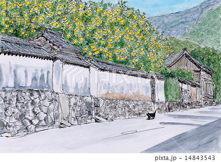 白壁と夏みかん 14843543