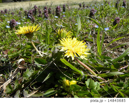 昭和の森のタンポポはほとんどがカントウタンポポです   14843685