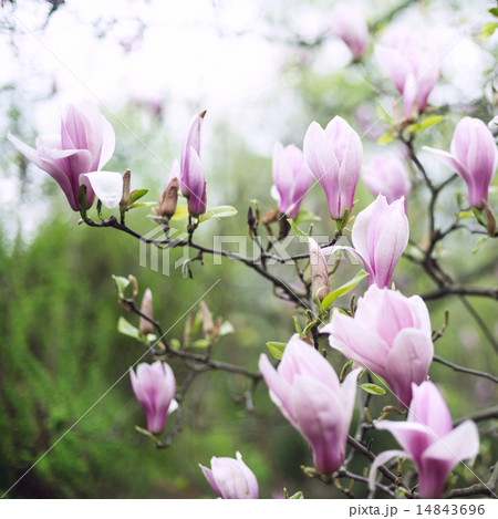 magnolia tree blossom magnolia tree blossom 14843696