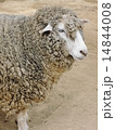 羊 14844008